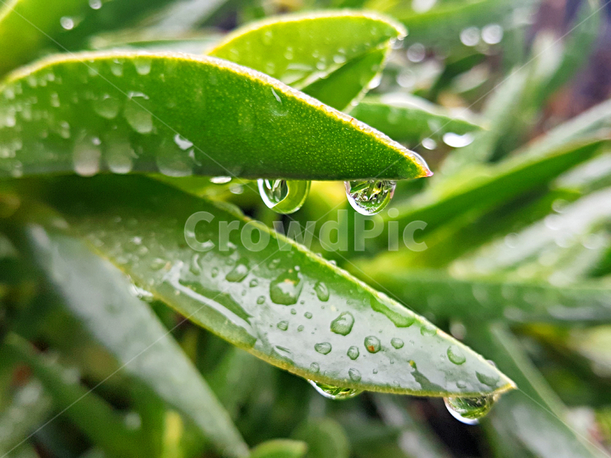 빗방울,잎,plant,식물,leaf