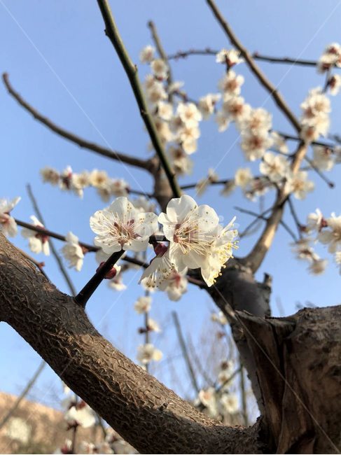 매화,꽃,나무,봄,flower,봄,계절,spring,season,식물,자연,plants,nature,꽃,flower,plant,blossom