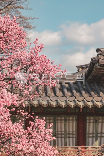 홍매화,봄꽃,핑크,매화,창덕궁,봄,plant,flower,blossom,식물,자연,관광지,창경궁,궁궐,전통적,한옥,한국명소,한국관광지,관광명소,명소,고풍스러운,아름다운,색감,색채,화사한,활짝,만개한,한국문화,문화재,culture,풍경,화려한,파스텔톤,봄,계절,spring,season