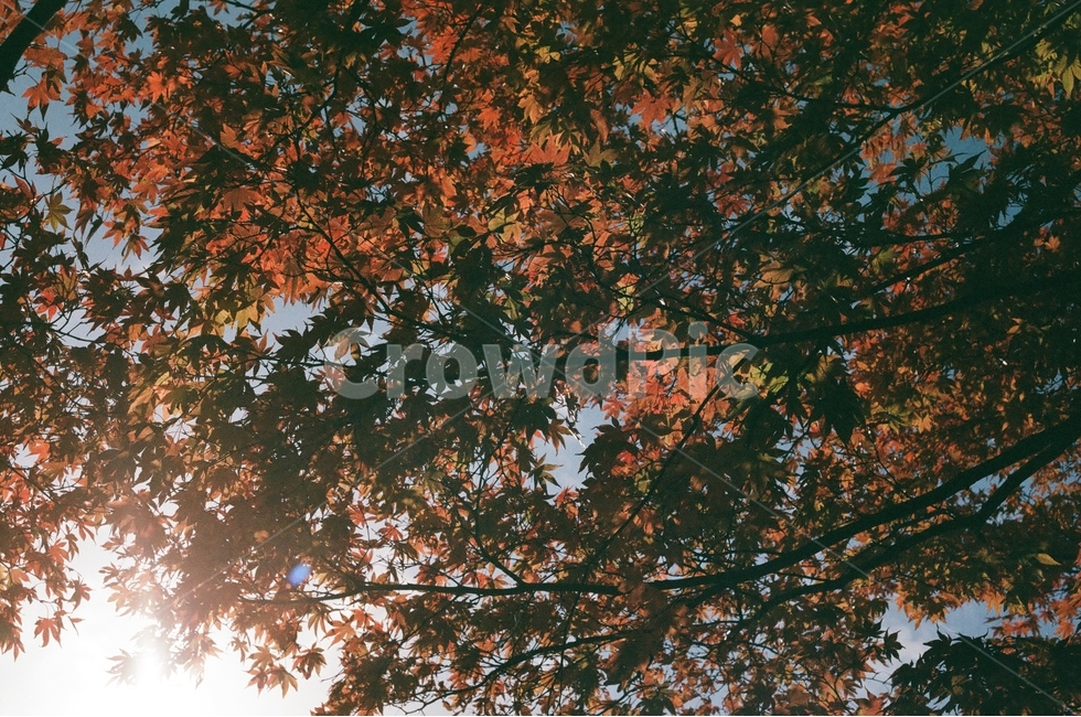 빛,역광,나무,컬러풀,필름,필름사진,여행,여행사진,경주,단풍,단풍나무,플레어,따뜻함,가을,가을,계절,fall,autumn,season,식물,자연,plants,nature,감성,sensible,feeling,plant,leaf,잎,tree,maple