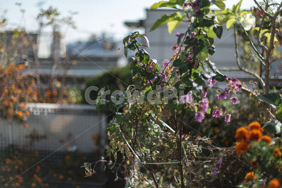 감성,꽃,식물,자연,nature,가을,계절,analog,명절,추석,flower,plant,감상사진,sensible,feeling,gardening,플라워,안개꽃,pink,핑크,아날로그,필름,필름카메라,grain,film,filmcamera,leaf,leaves