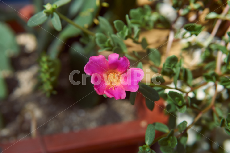 flower,geranium,제라늄,식물,plant,꽃,blossom,nature,자연,캔디드,캔디드샷,candied,candiedshot,식물,자연,plants,nature,꽃,flower