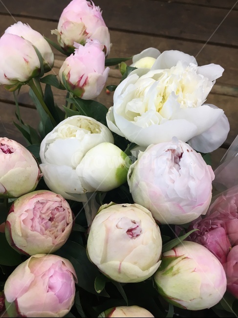 꽃꽂이,flowerarrangement,flowerbouquet,plant,식물,flower,꽃,꽃부케,blossom,pink,꽃,flower