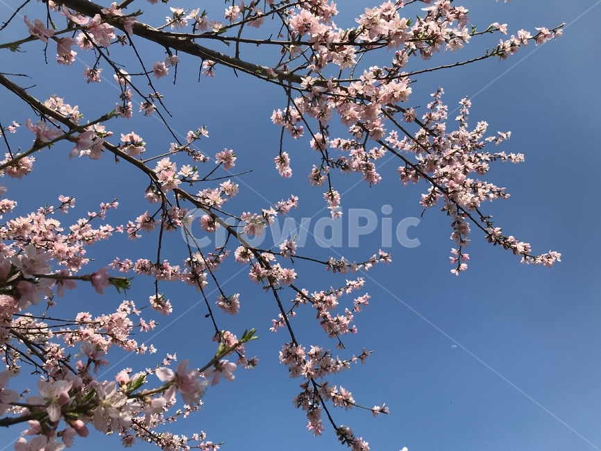봄,벚꽃,꽃,사쿠라,spring,flower,season,cherry,pink,blossom,nature,blooming,branch,beautiful,sky,sakura,garden,tree,blue,하늘,자연,풍경,봄꽃,파랑,파란하늘,분홍