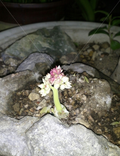 돌단풍,부처손,장장포,돌나리,범의귀과,축엽초,다년생초본,관상용,식물,자연,plants,nature