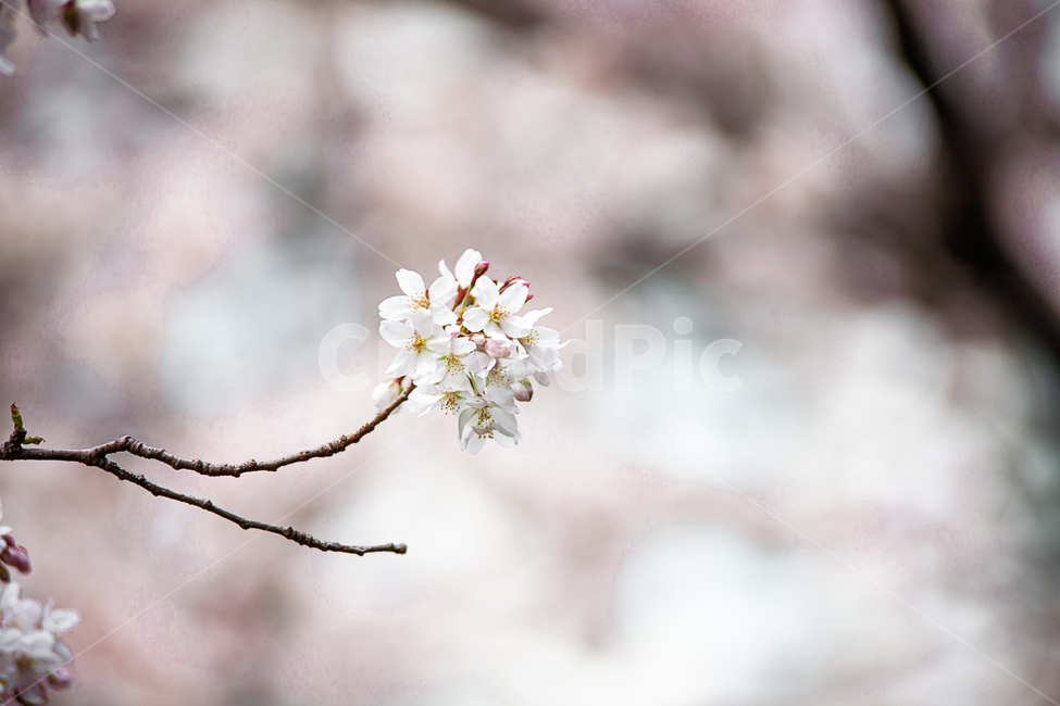 벚나무,분홍색,핑크,개화,만개,벚꽃축제,계절,springseason,자연,plants,natureflower,plantblossomcherry,blossom,벚꽃,봄,봄꽃,꽃,아름다운,식물,체리블라썸,사쿠라꽃잎,나무,나뭇가지,봄,계절,spring,season