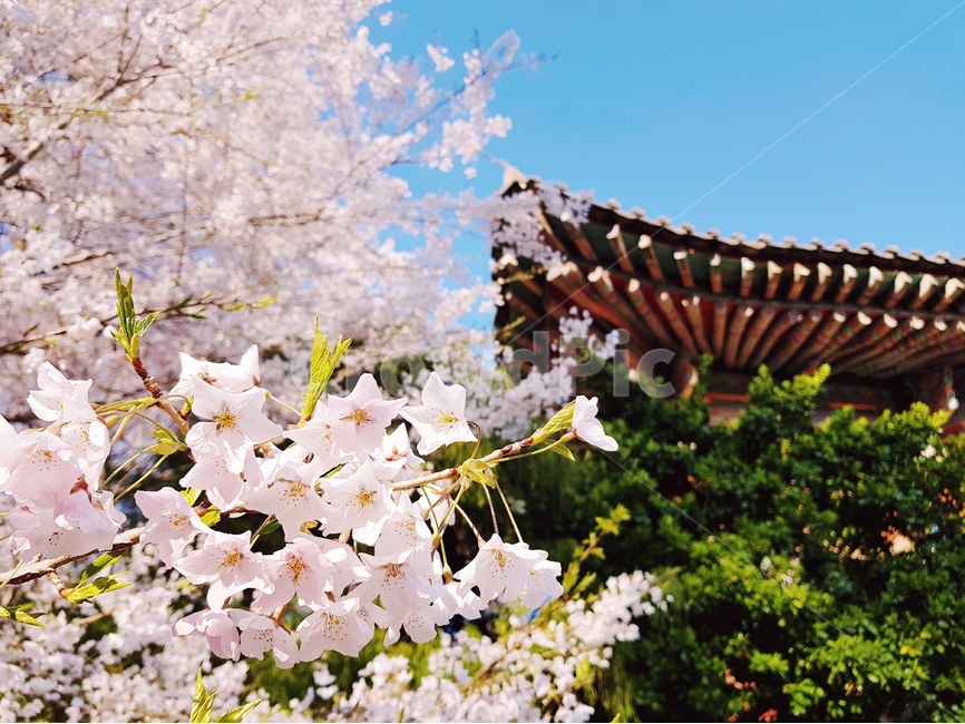 꽃,스프링,봄날,벚꽃,절,봄,한국적,푸른,봄,계절,spring,season,한국전통,한국문화,korean traditional,korean culture,식물,자연,plants,nature,꽃,flower,plant