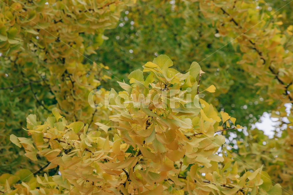 노랑,단풍,은행,나무,가을,가을,계절,fall,autumn,season,식물,자연,plants,nature,leaf,잎,plant