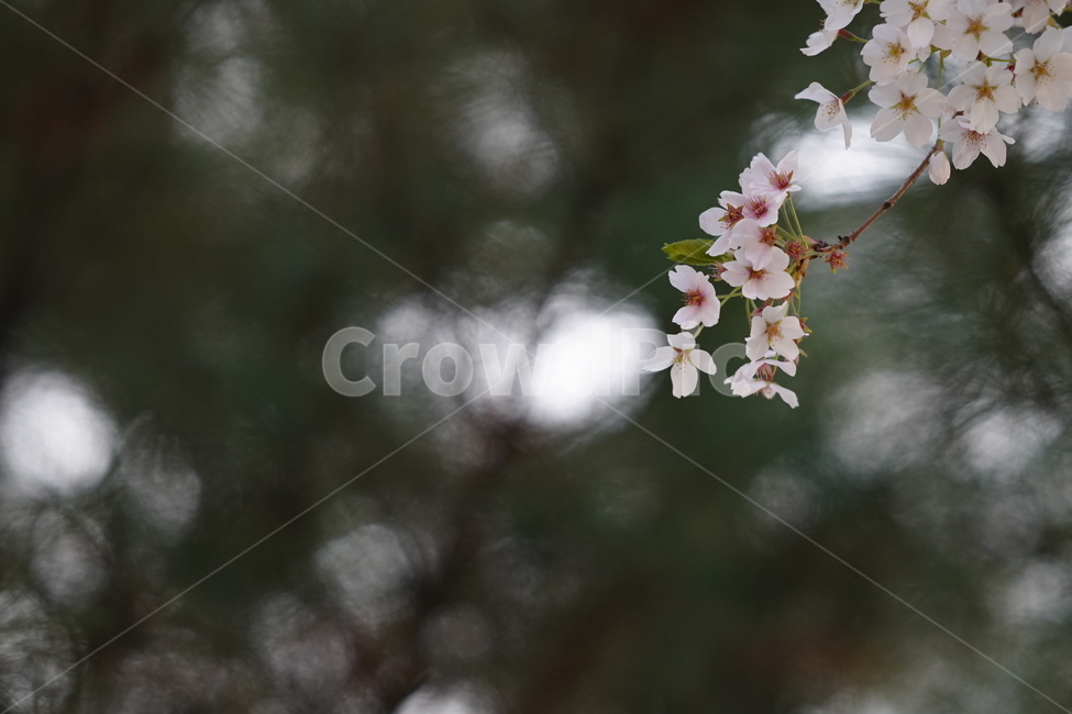 꽃,플라워,벚꽃,식물,생물,생명,계절,flower,화이트,흰색