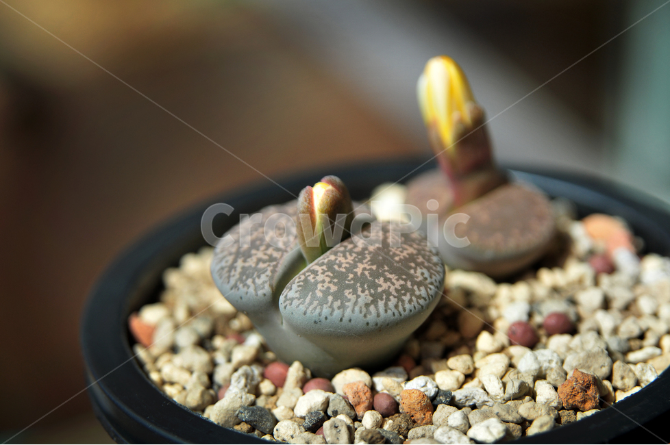 다육이,식물,화분,꽃,다육,레슬리,도로시,식물,자연,plants,nature,실내용화초,화분,화초,house plant