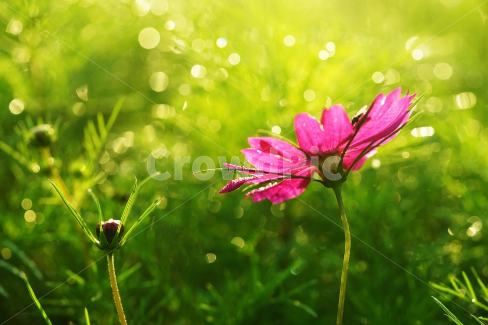 코스모스,꽃,식물,아침이슬,가을,가을,계절,fall,autumn,season,식물,자연,plants,nature,꽃,flower,plant