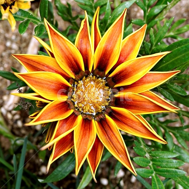 봄,꽃,식물,자연,flower,floral,가자니아,국화과,훈장국화,태양국,원예,gazania,남아프리카원산