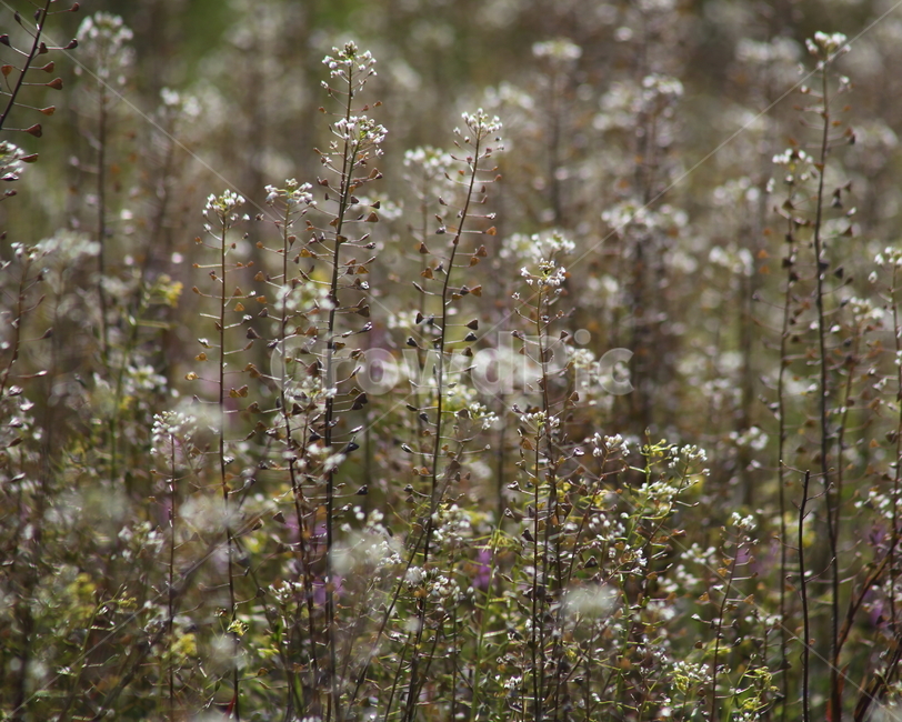 냉이,꽃,봄,식물,shepherd’spurse,식물,자연,plants,nature,꽃,flower
