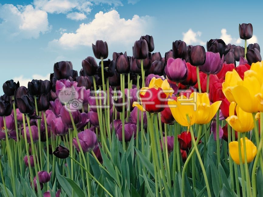 튤립,꽃,하늘,구름,보라,노랑,꽃밭,tulip,flower,sky,cloud,purple,yellow,garden