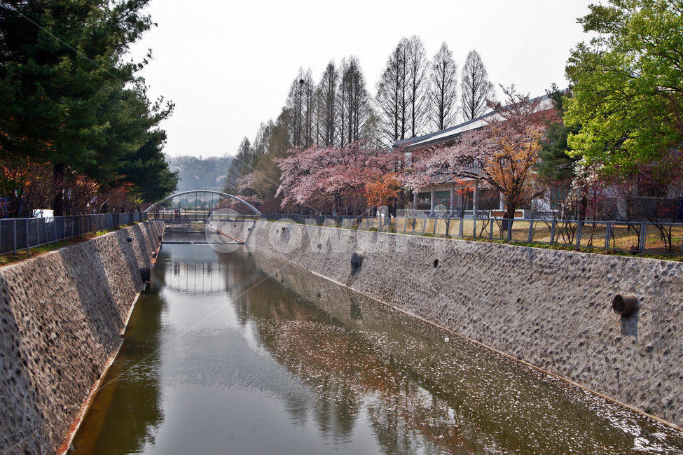 국립현충원,서울,동작동,동작동국립묘지,개천,가을,계절,fall,autumn,season,자연,풍경,nature,landscape,ditch,도랑,plant,식물