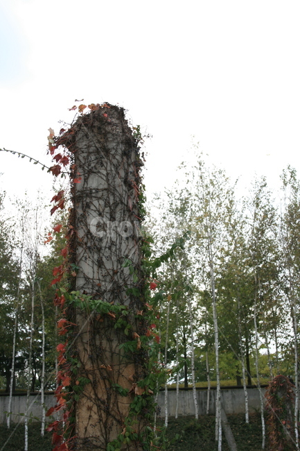 기둥,넝쿨,가을,단풍,식물,plant,가을,계절,fall,autumn,season,자연,풍경,nature,landscape
