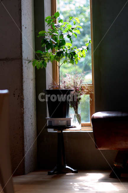 카페,화분,창가,햇살,화초,실내용화초,화분,화초,house plant