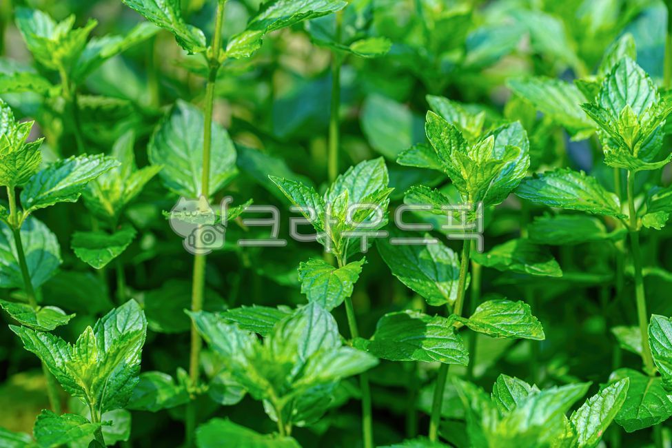 페퍼민트,허브,민트,식물,자연,녹색,배경,텍스처,peppermint,herb,mint,plant,nature,green,background,texture