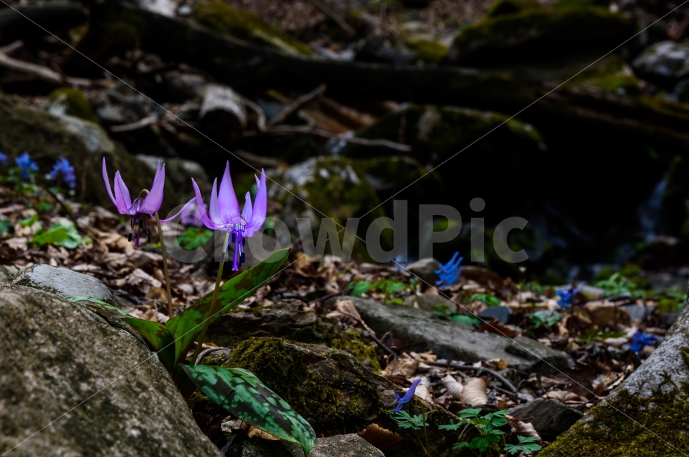 얼레지,봄꽃,식물,꽃,얼레지꽃,식물,자연,plants,nature,꽃,flower