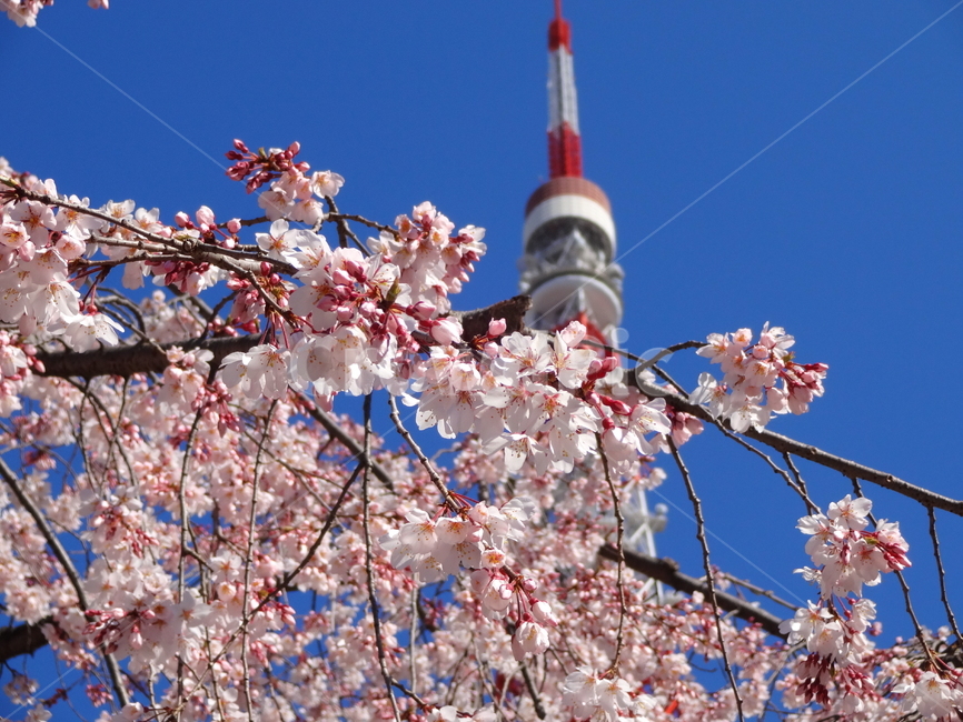벚꽃,봄,나무,타워,도쿄,plant,식물,blossom,flower,꽃