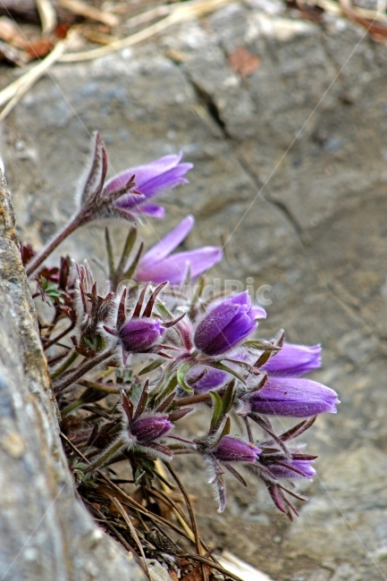 동강,할마꽃,꽃,봄,천연기념물,식물,자연,plants,nature,꽃,flower