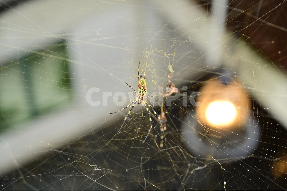 거미,spider,거미집,동물,animal,곤충,벌레,insect,bug