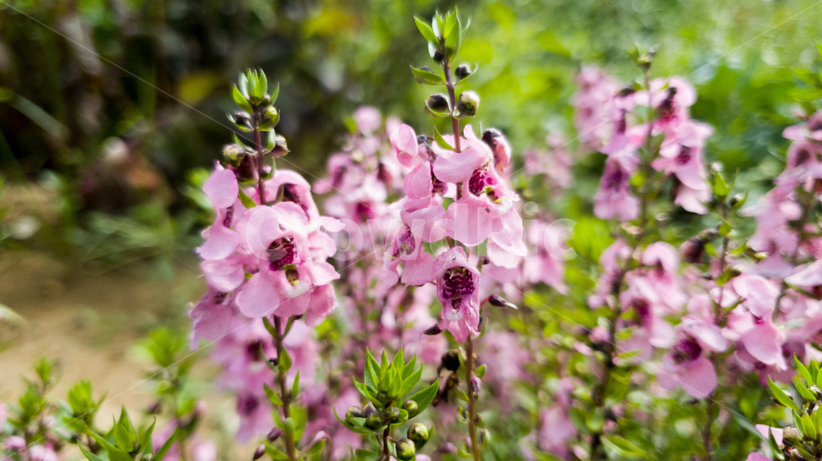plant,식물,blossom,geranium,제라늄,flower,꽃,분홍,정원,garden,야외,outdoor,자연,식물,자연,plants,nature,꽃,flower