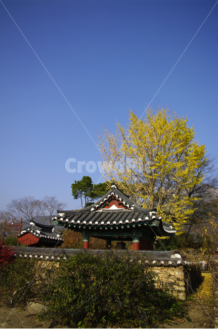 가을,은행나무,하늘,기와지붕,담장,한국전통,한국문화,korean traditional,korean culture,건축물,건물외관,exterior,building,structure,architecture,construction