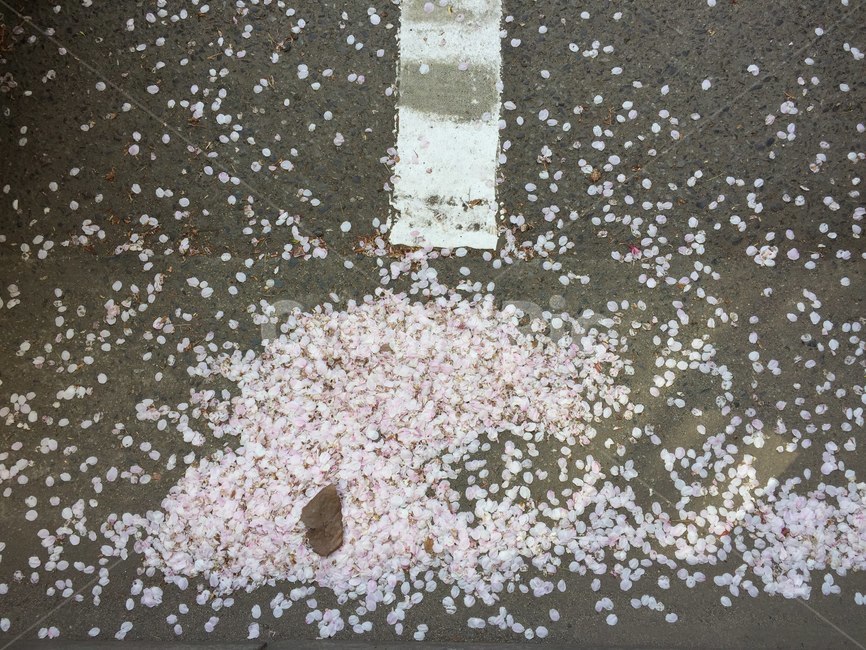 벗꽃,꽃잎,길,거리,봄,spring,thecherryblossoms,thepink,thestreet,봄,계절,spring,season,꽃,flower