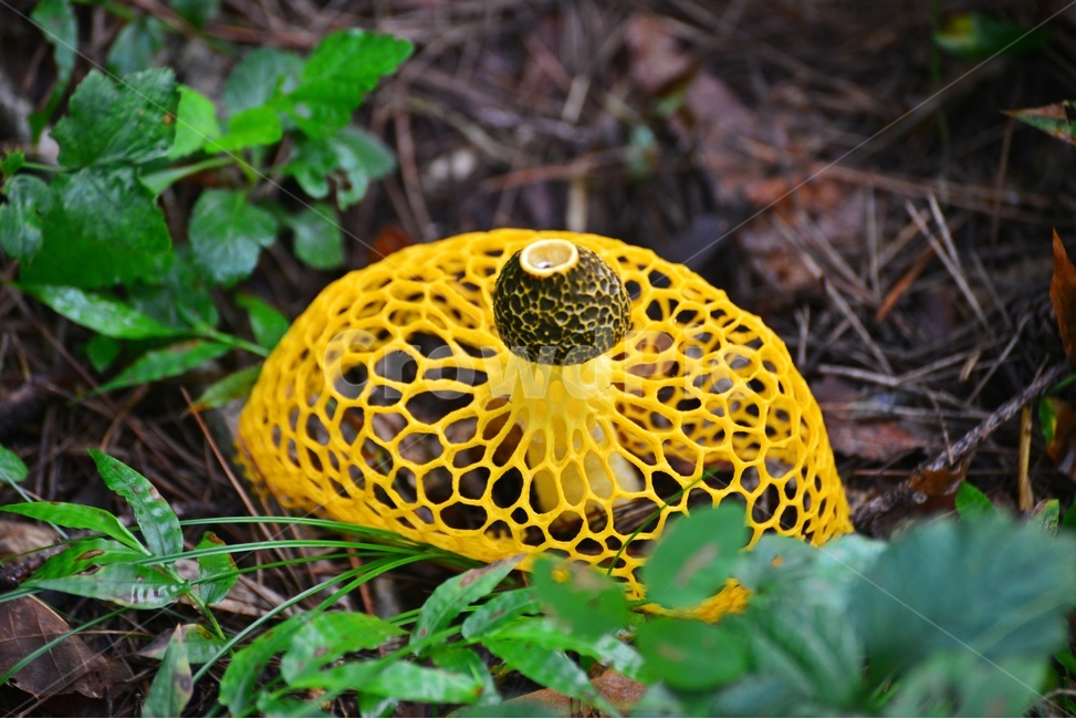 plant,식물,fungus,진균류,버섯,망태,망태버섯,노랑,노랑망태버섯,독버섯,여름,계절,습지,포자,자연,버섯,mushroom