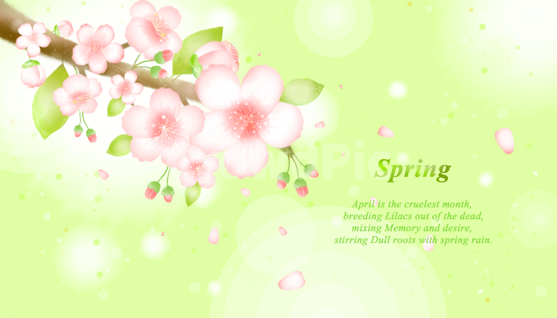 벚꽃,꽃,꽃잎,감성,봄,배경,백그라운드,봄,계절,spring,season,꽃,flower,그래픽,일러스트레이션,graphic,illustration
