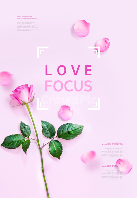 장미,꽃,꽃잎,봄,프레임,꽃,flower,그래픽,일러스트레이션,graphic,illustration