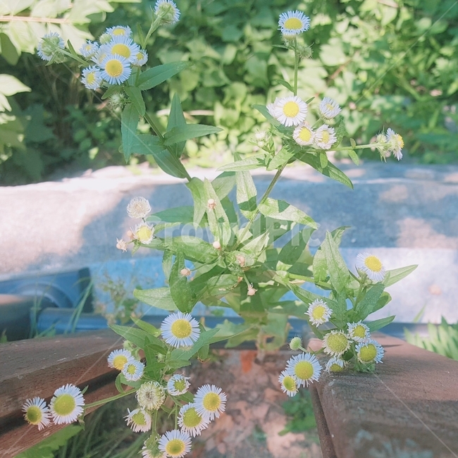 꽃,식물,자연,plant,nature,식물,자연,plants,nature,꽃,flower