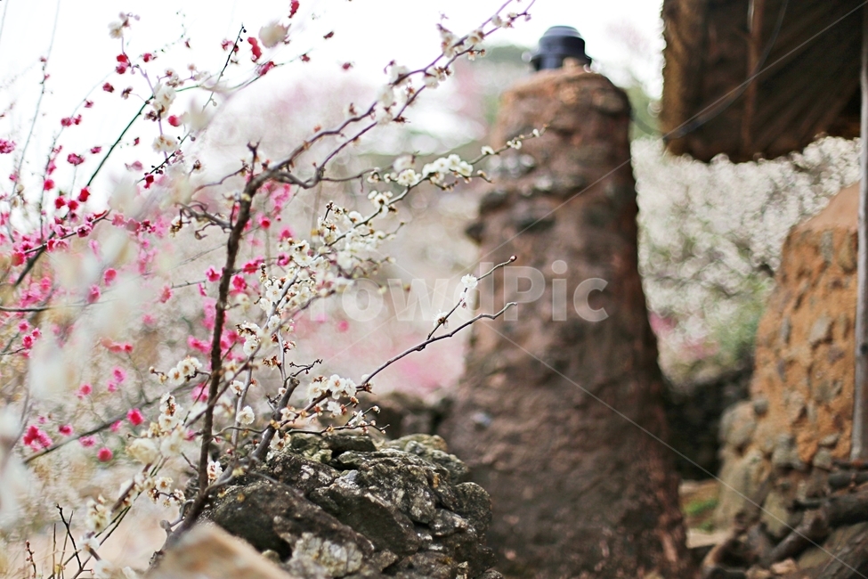 하동,매화마을,매화축제,매화꽃,매화,꽃,flower,hadong,봄,계절,spring,season,식물,자연,plants,nature,꽃,flower,plant