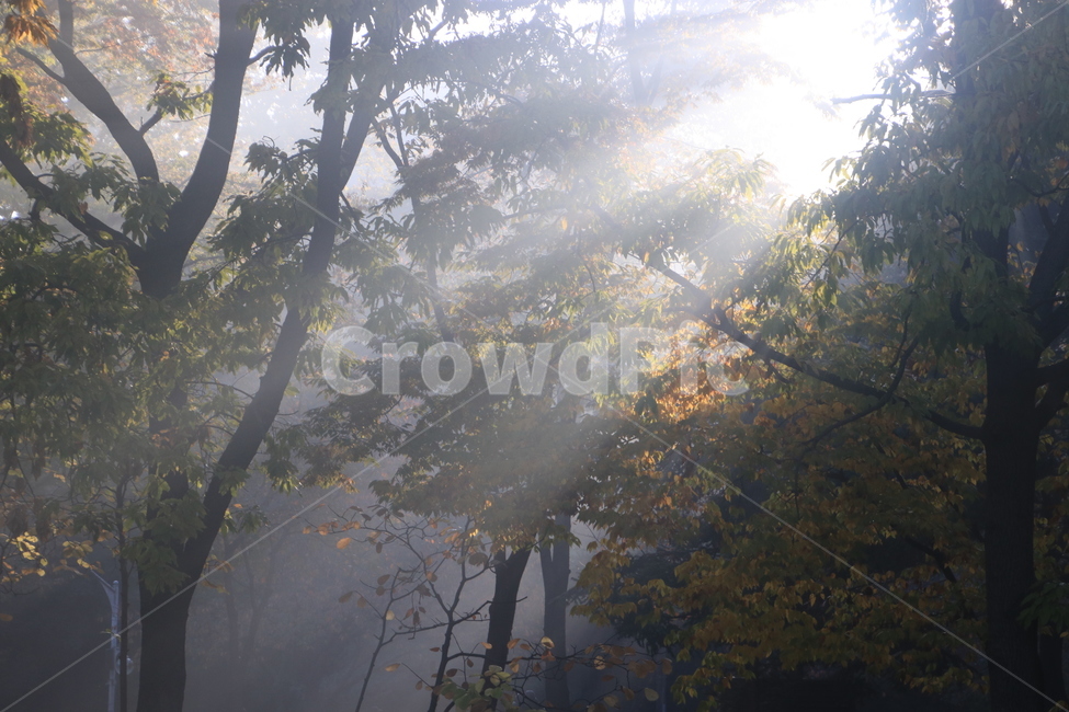 햇빛,플레어,sunlight,빛내림,light,날씨,nature,빛,weather,자연,자연,풍경,nature,landscape