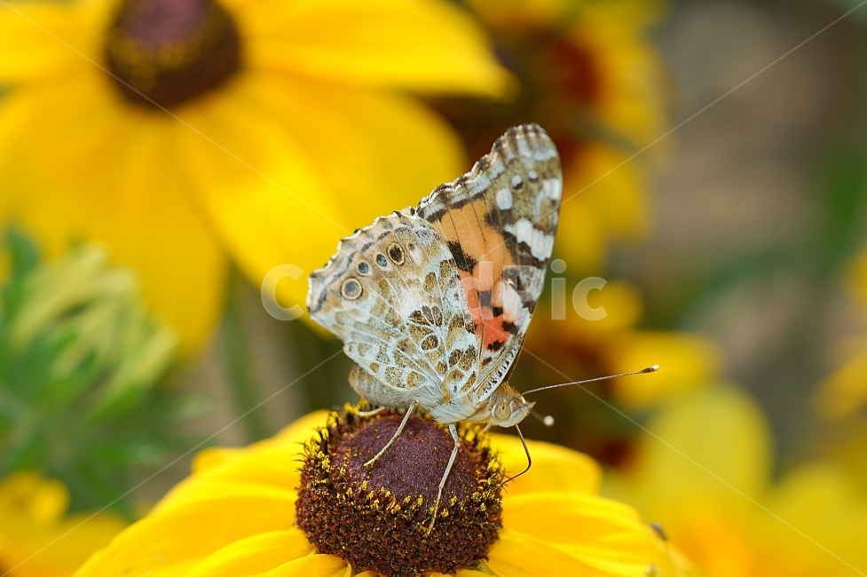 자연,곤충,접사,벌레,근접촬영,Closeup,nature,insects,나비,멋쟁이나비,노랑,꽃,동물,animal,곤충,벌레,insect,bug