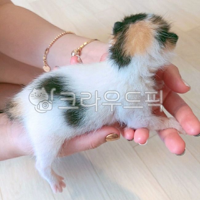 고양이,새끼고양이,사랑,동물,아기