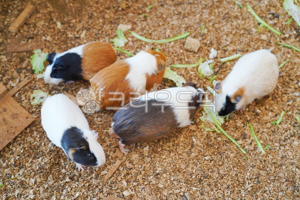 기니피그,설치류,포유류,동물,초식동물,animal,guineapigs,rodent