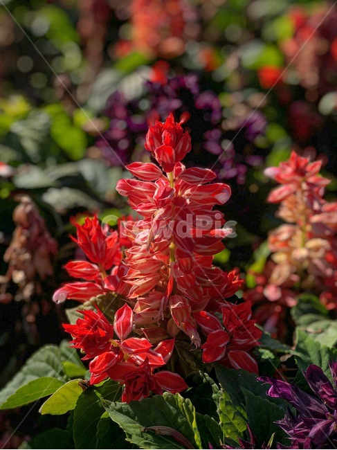 plant,식물,blossom,flower,꽃,자연,식물,자연,plants,nature,꽃,flower