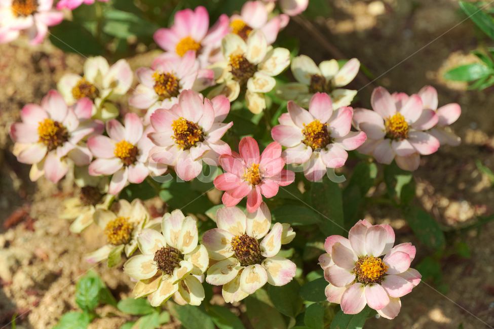 백일홍,꽃,자연,접사,배경화면,힐링,신선함,안식처,season,plants,nature,flower,sensible,feeling,색깔,색상,색채,색감,colorsense,colorsensitivity,feelingofcolor,감성,평온함,느낌,휴식