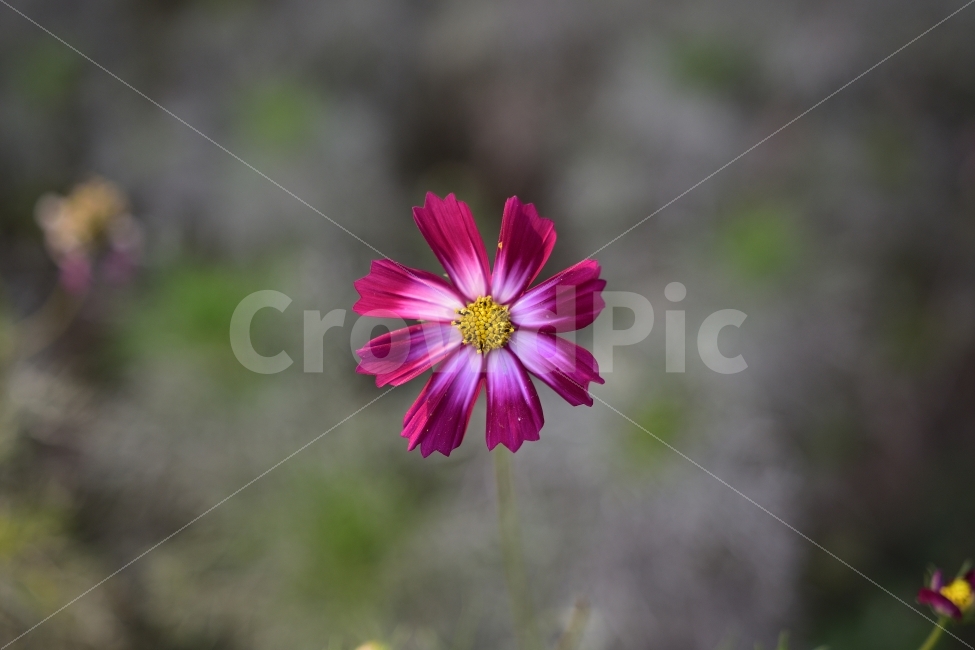 코스모스,가을,꽃,식물,자연,nature,flower,plants,patten,패턴,문양,계절,가을,계절,fall,autumn,season,식물,자연,plants,nature,꽃,flower,plant