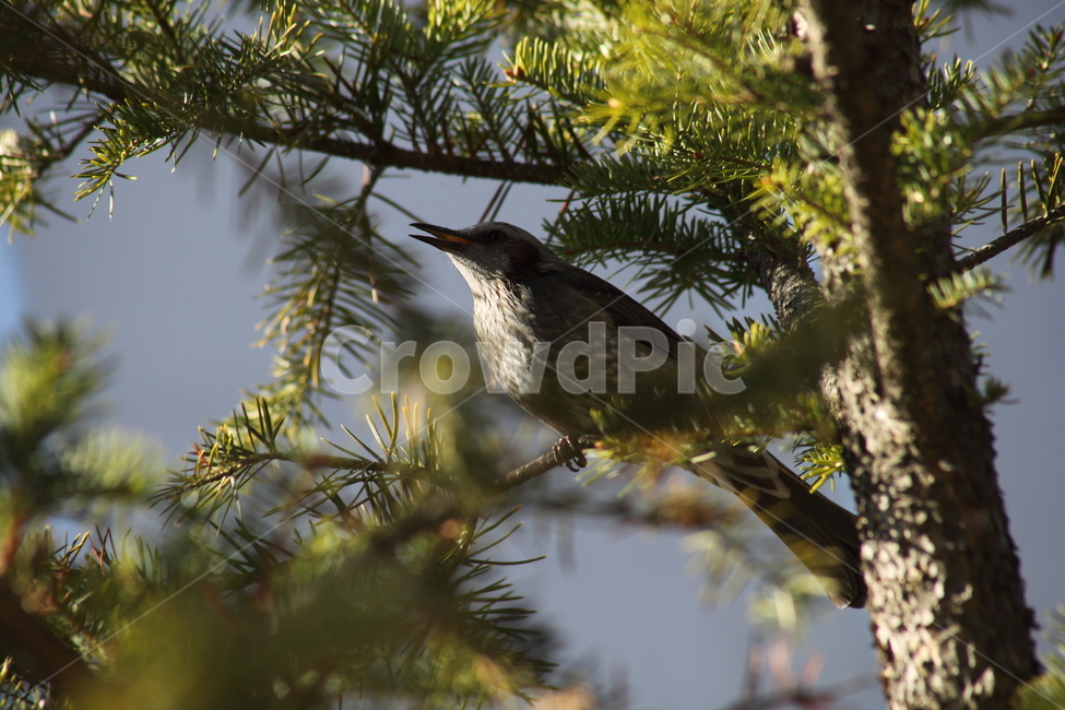 직박구리,brownearedbulbul,bird,새,동물,동물,animal,조류,새,birds