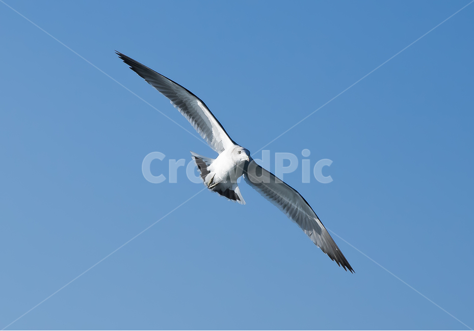 갈매기,새,조류,동물,seagull,동물,animal,조류,새,birds