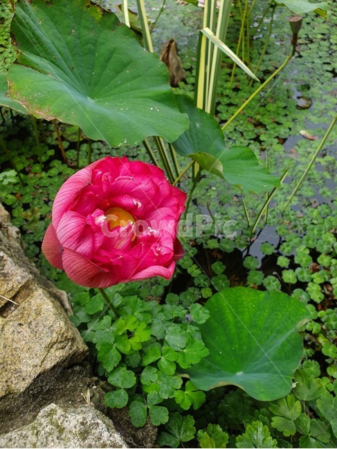 blossom,꽃,연꽃한송이,연꽃,불교,식물,자연,plants,nature,꽃,flower