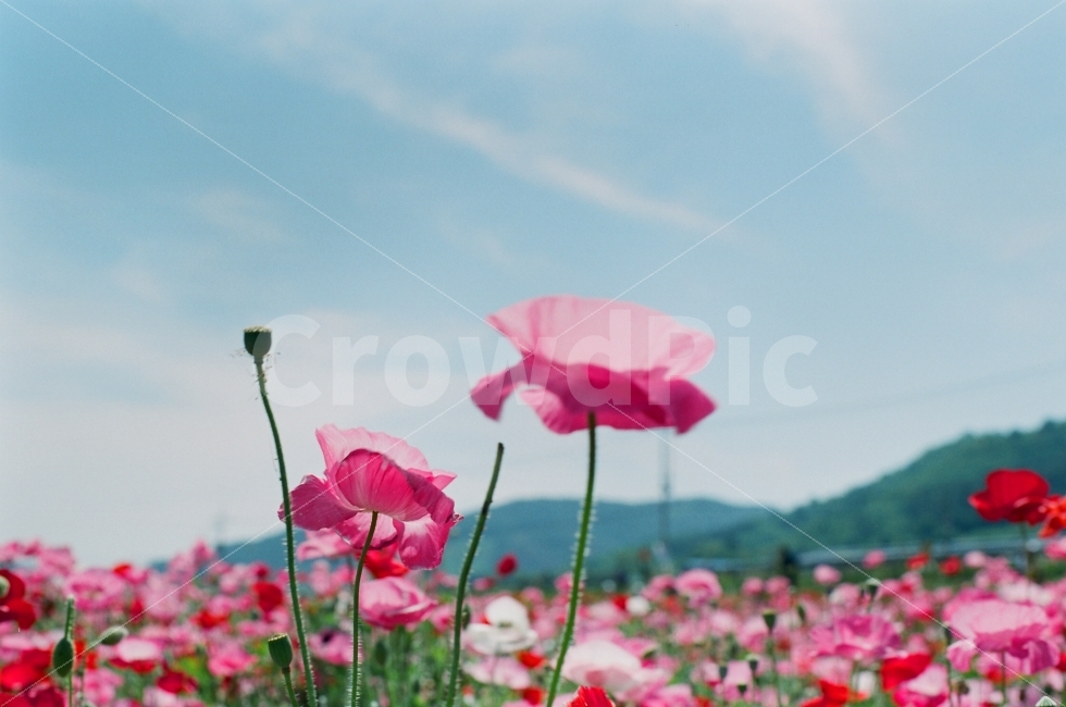 꽃,양귀비,봄,하늘,감성,가을,계절,fall,autumn,season,식물,자연,plants,nature,꽃,flower,감성,sensible,feeling,plant,blossom