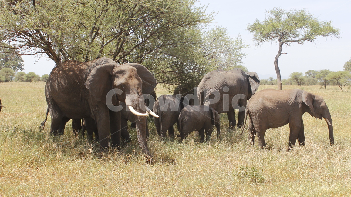 wildlife,야생생물,elephant,코끼리,animal,동물,코끼리가족,가족,코끼리떼,포유류,mammal