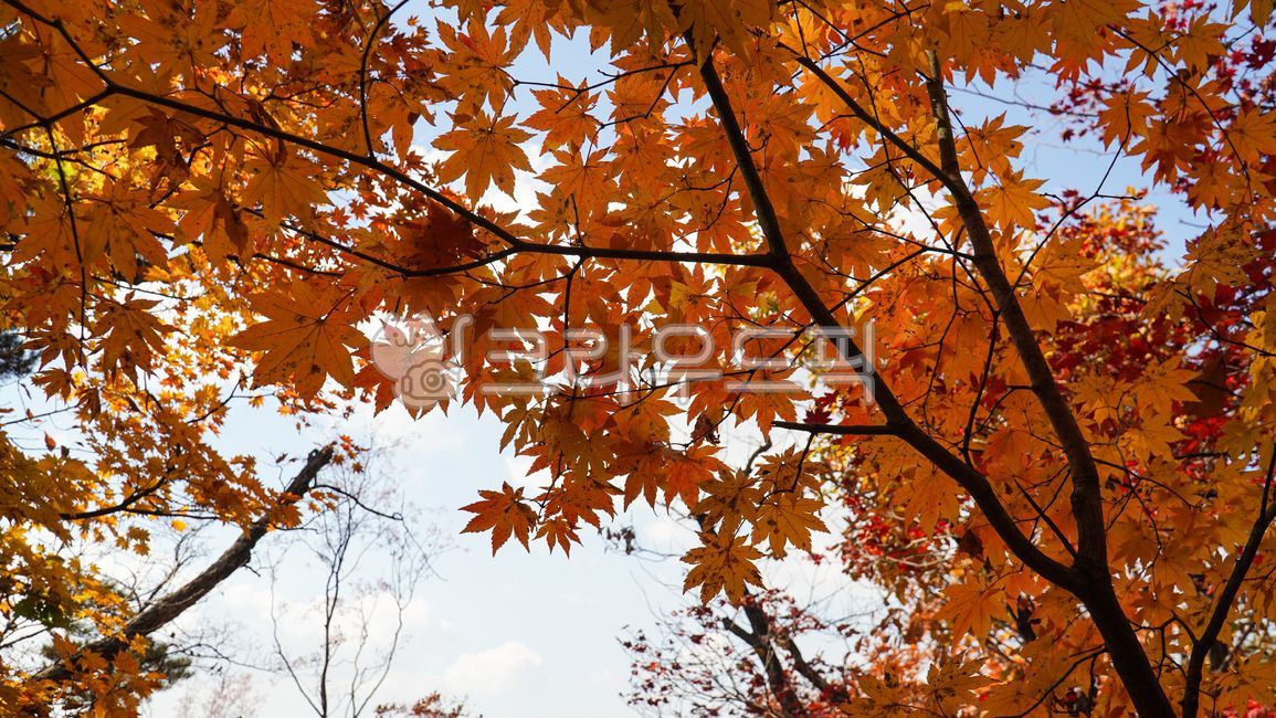 maple, 단풍, leaf, 잎, tree, 사진,이미지,일러스트,캘리그라피 - 웅장작가
