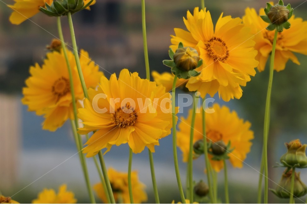 꽃,들꽃,강가,산책로,flower,flowers,riverside,trail,식물,자연,plants,nature,꽃,flower