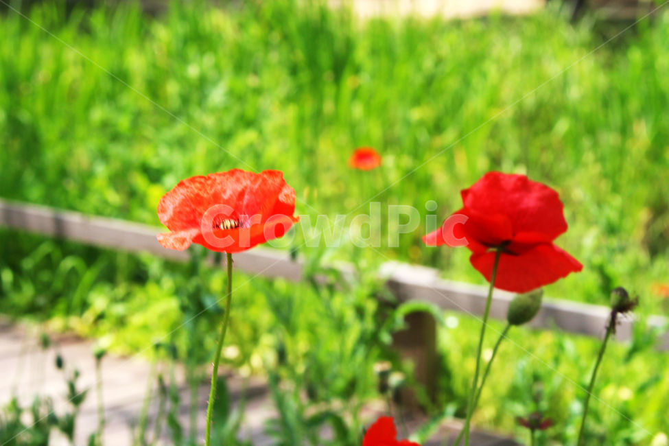 양귀비,꽃,자연,빨강,감성사진,red,flower
