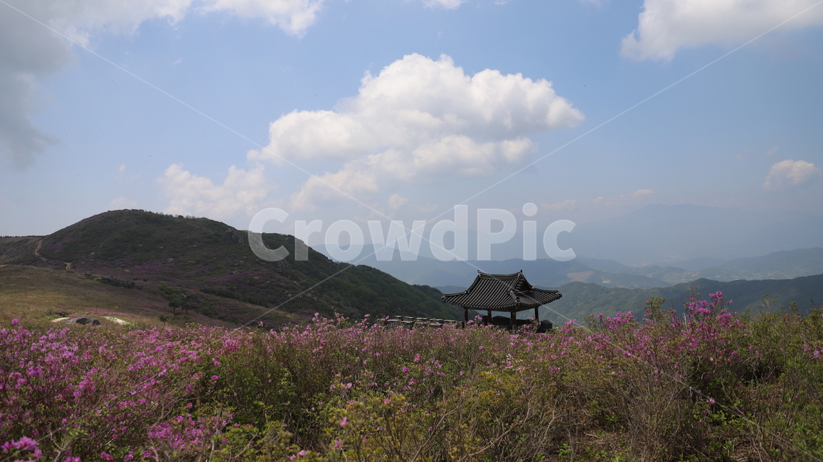 황매산,철쭉,5월,황매산철쭉,합천,구름,하늘,파란하늘,철쭉꽃,축제,황매산철쭉제,황매산성,분홍꽃,산,계절,봄,풍경
